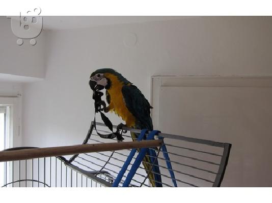 Καλά Μιλώντας Μπλε και κίτρινο Macaw παπαγάλος Για απαλλαγούμε από...